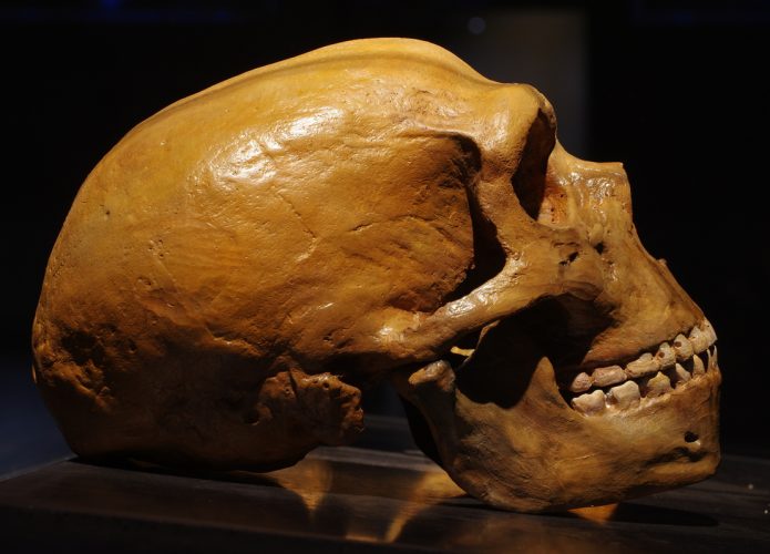 Crãnio de neandertal (Crédito: Vitezslav Halamka/ Shutterstock)