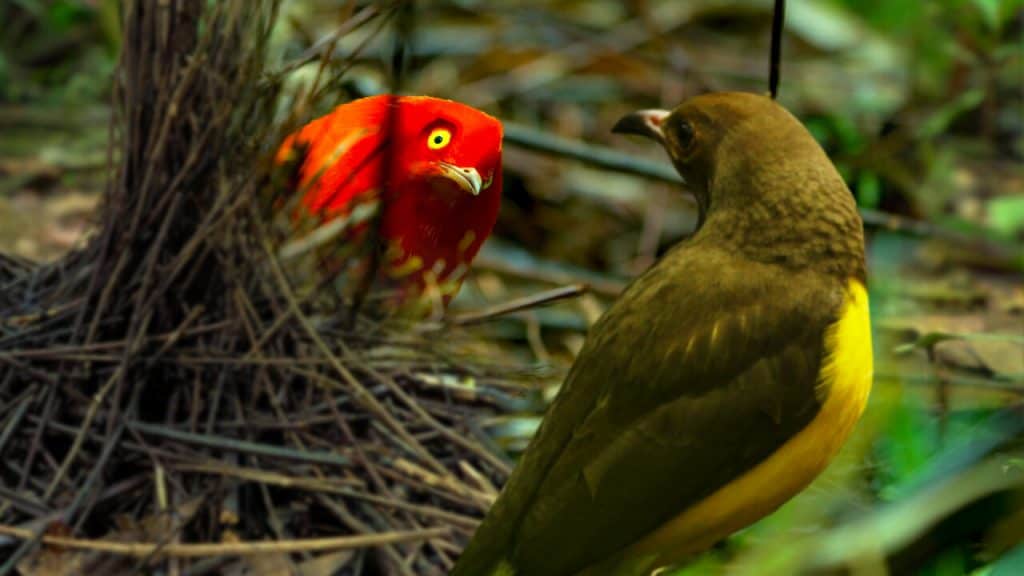 Imagem para ilustrar matéria de documentários sobre a natureza e o meio ambiente para conferir na Netflix.