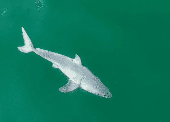 Captura-de-tela-2024-01-30-143842-695x500.png