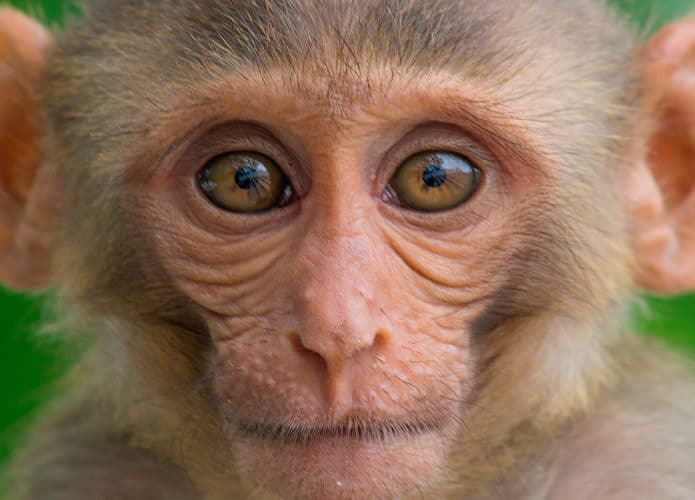 Macaco-rhesus, da espécie de macaco clonado por cientistas chineses