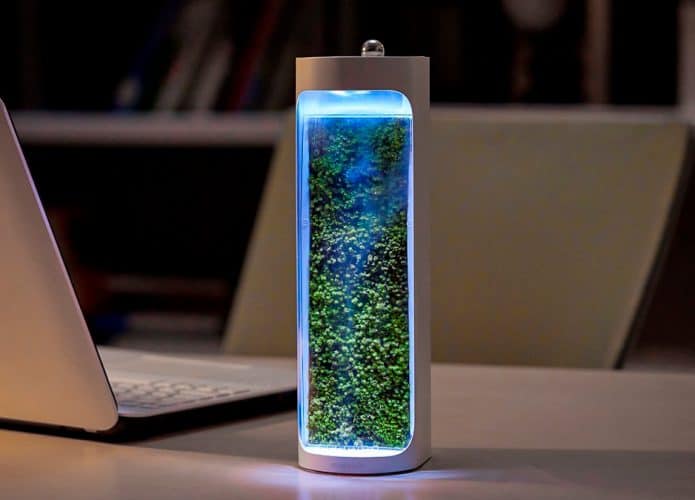 Terrário de musgo Moss Air