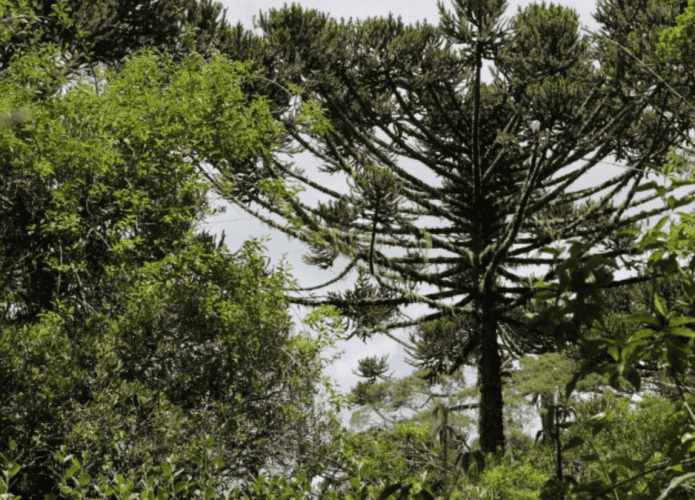 Floreta-em-Santa-Catarina-695x500.png