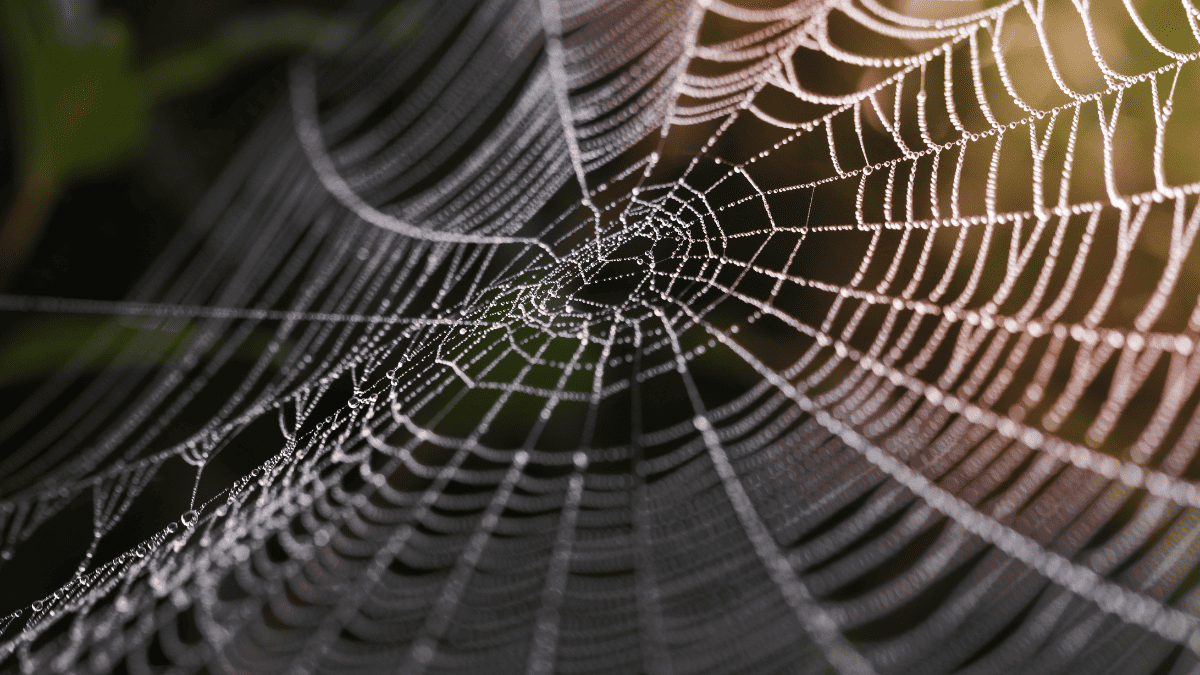 Teia-de-aranha.png