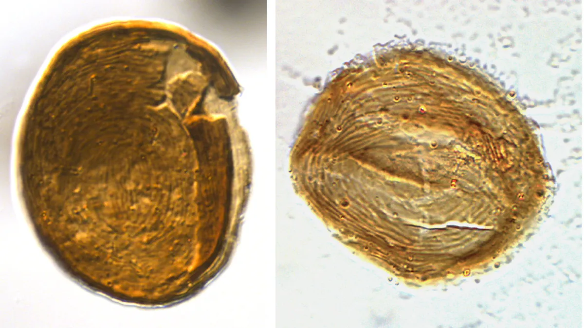 Os fósseis misteriosos parecem impressões digitais (Crédito: van de Schootbrugge et al (2024), Revisão de Paleobotânica e Palinologia, CC BY 4.0 ; recortado)