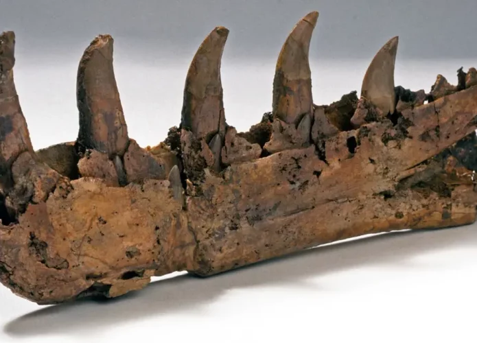 Mandíbula de megalossauro, o primeiro dinossauro descoebrto (Crédito: Museu de Historia Natural)