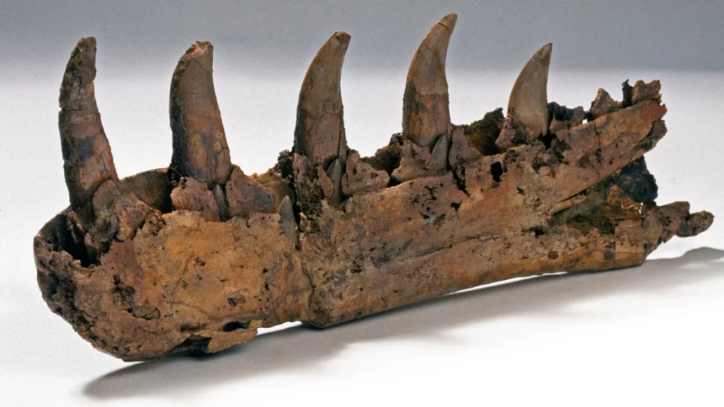 Mandíbula de megalossauro, o primeiro dinossauro descoebrto (Crédito: Museu de Historia Natural)