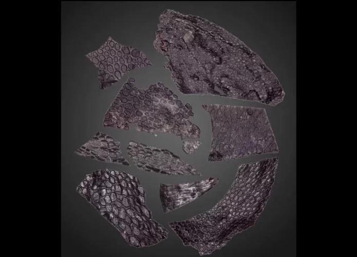 Pele fossilizada (Canto superior esquerdo) e impressões de pele em rochas encontrados em caverna nos Estados Unidos (Crédito: Current Biology/Mooney et al)