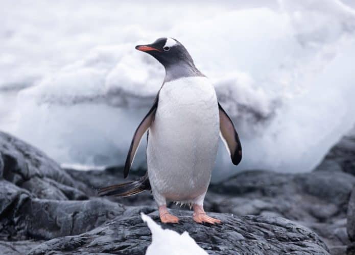 pinguim