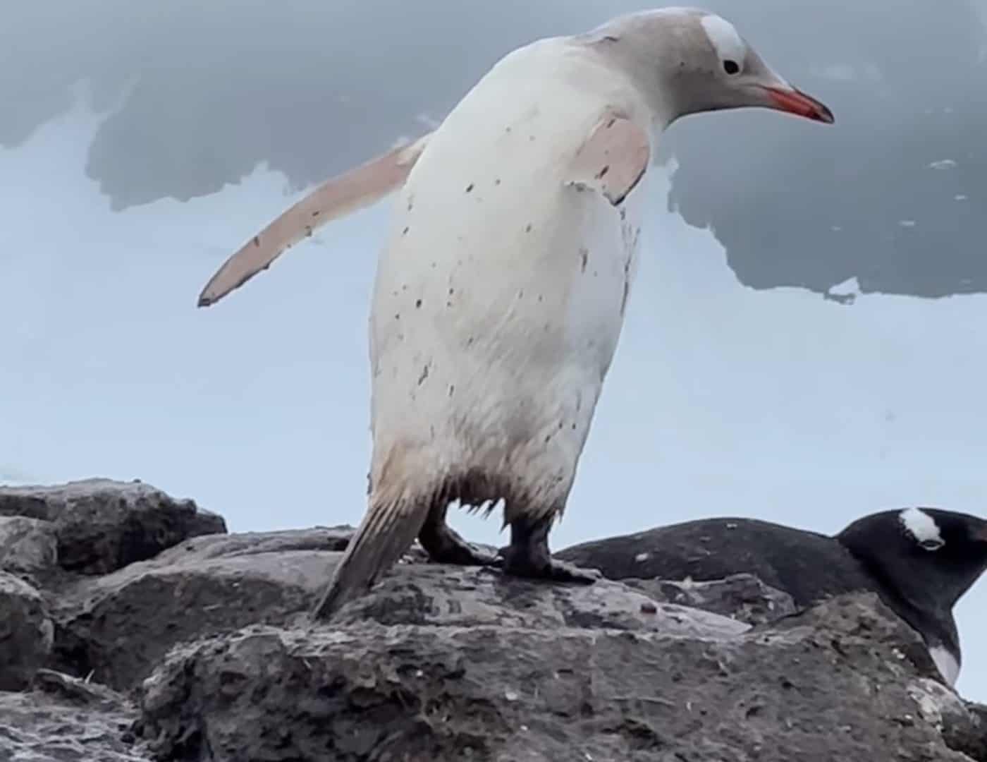 pinguim-branco-1-1400x1080