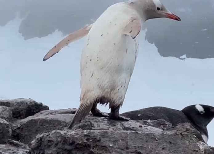 pinguim-branco-1-695x500