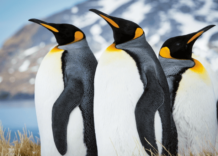 pinguim-imperador-695x500.png