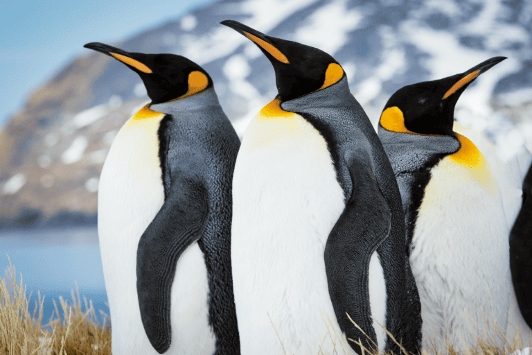 Por que há animais de sangue quente e frio? - Ecos do Norte