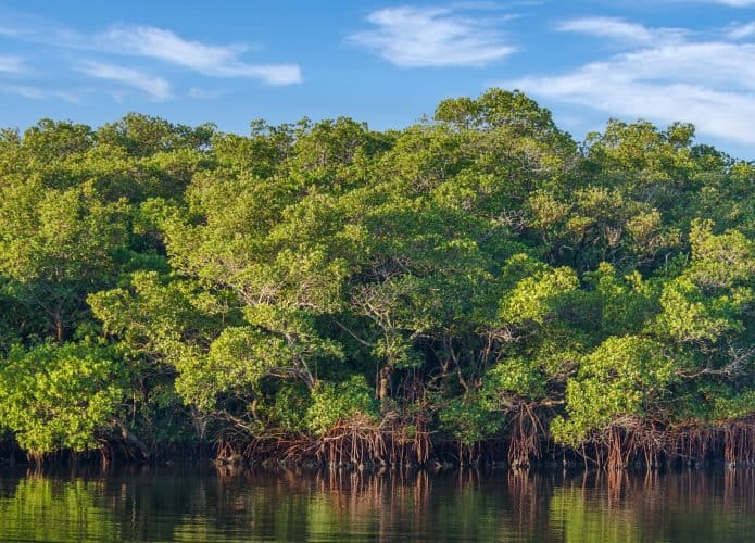 Floresta de mangue (Crédito: Donna Bollenbach/ Shutterstock)
