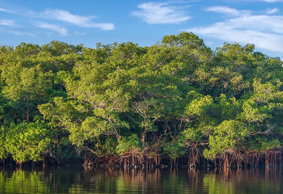 Floresta de mangue (Crédito: Donna Bollenbach/ Shutterstock)