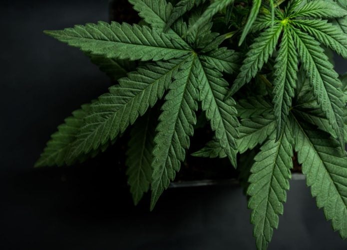 cannabis