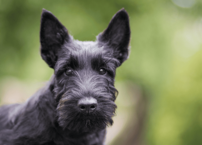 terrier-escoces-e1704393979671-695x500.png