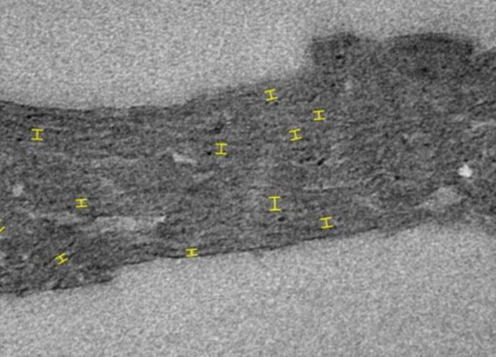 Uma imagem do fóssil de cianobactéria mostrando onde os tilacóides foram medidos. (Crédito: Demoulin et al., Nature, 2024)