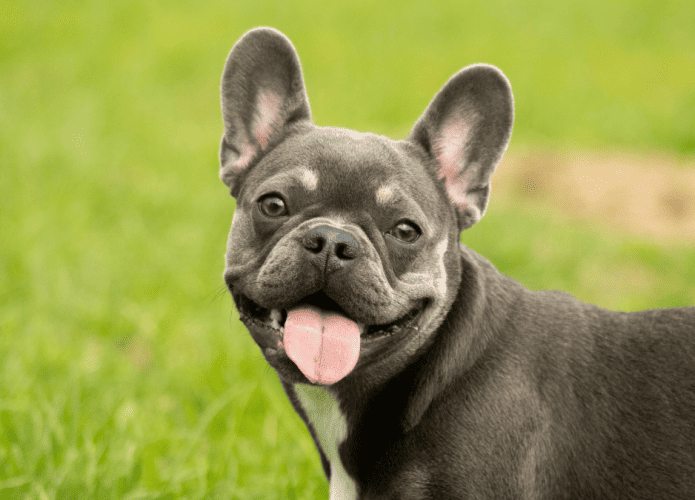 Buldogue-695x500.png