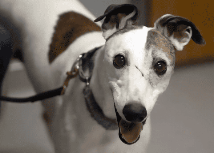 Cachorro-695x500.png