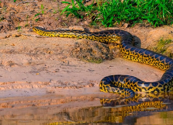 Anaconda em beira de rio na Floresta Amazônica