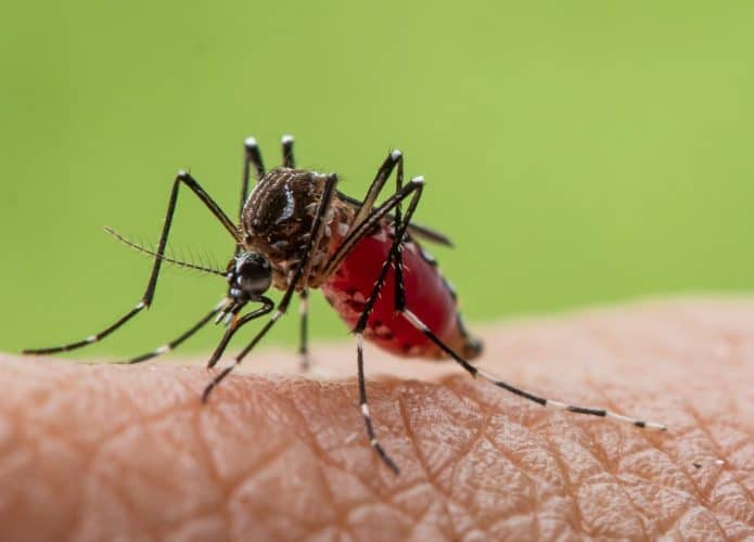 aedes aegypt