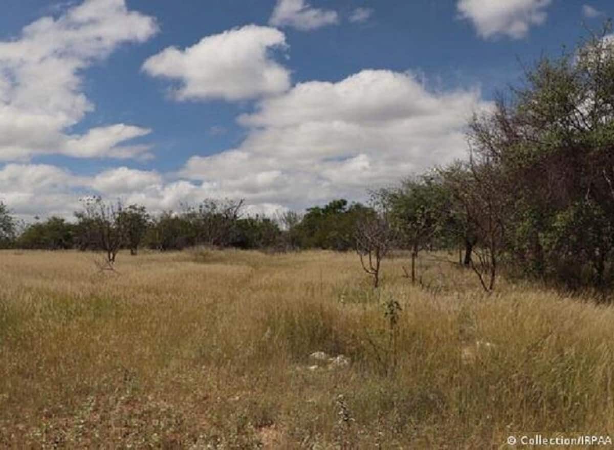 Região brasileira pode virar deserto; saiba qual