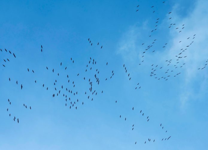 aves-1-695x500