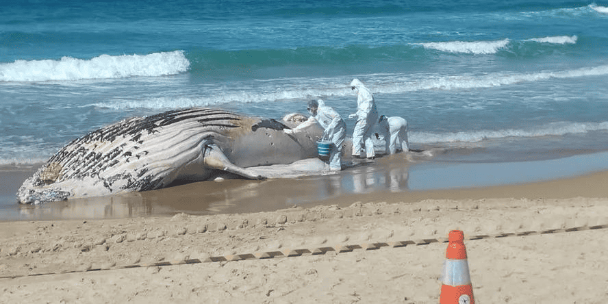 baleia morre no rio de janeiro