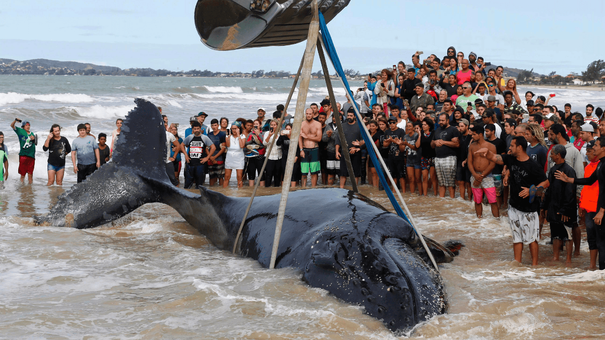 banhistas assistem baleia encalhada