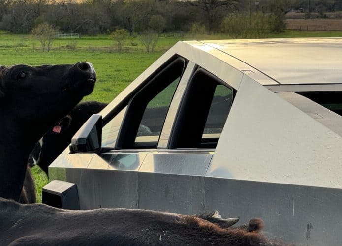 Cybertruck com vacas próximas