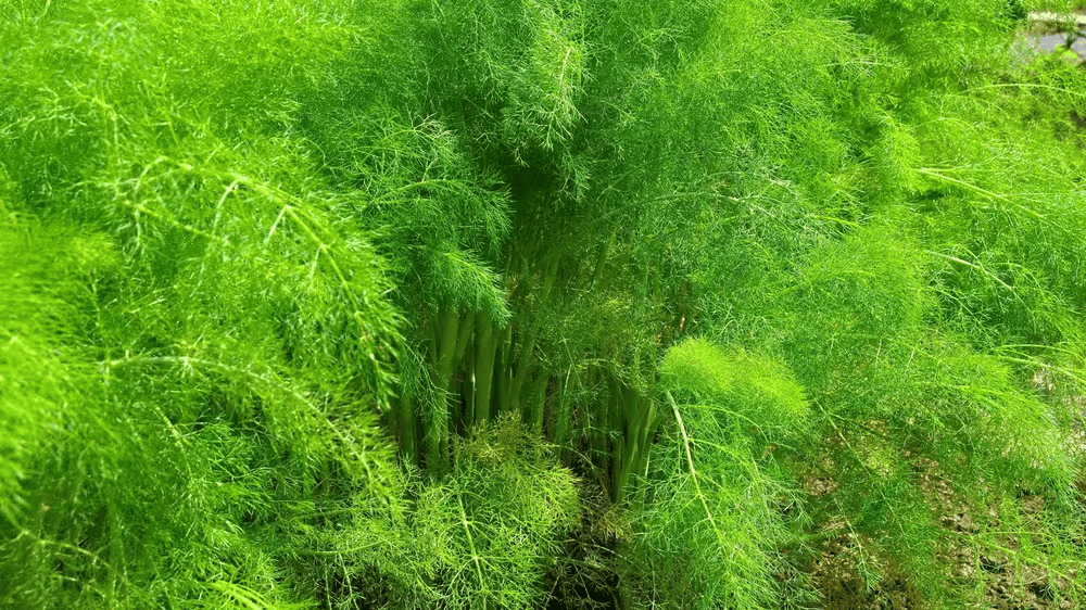 Funcho é uma ótima planta contra a dengue