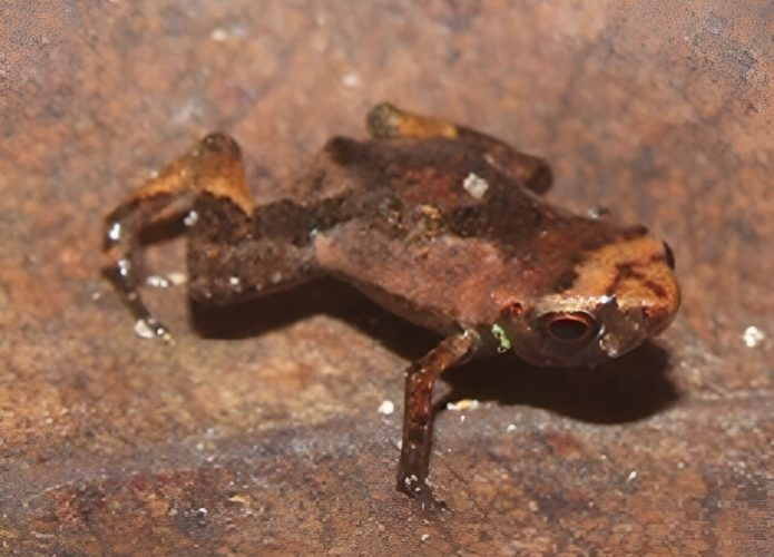 sapo-pulga-br-2-695x500