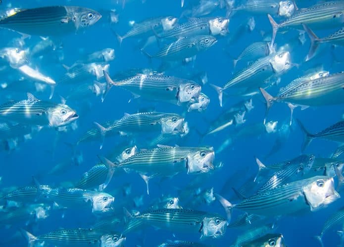 sardinha-japonesa-695x500