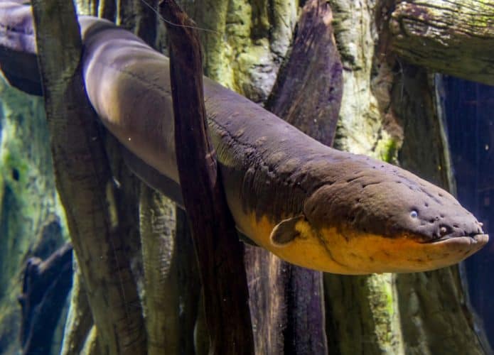O poraquê provavelmente é o peixe-elétrico mais famoso (Crédito: Danny Ye/ Shutterstock)