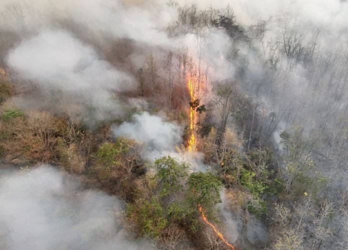 Queimada em uma floresta