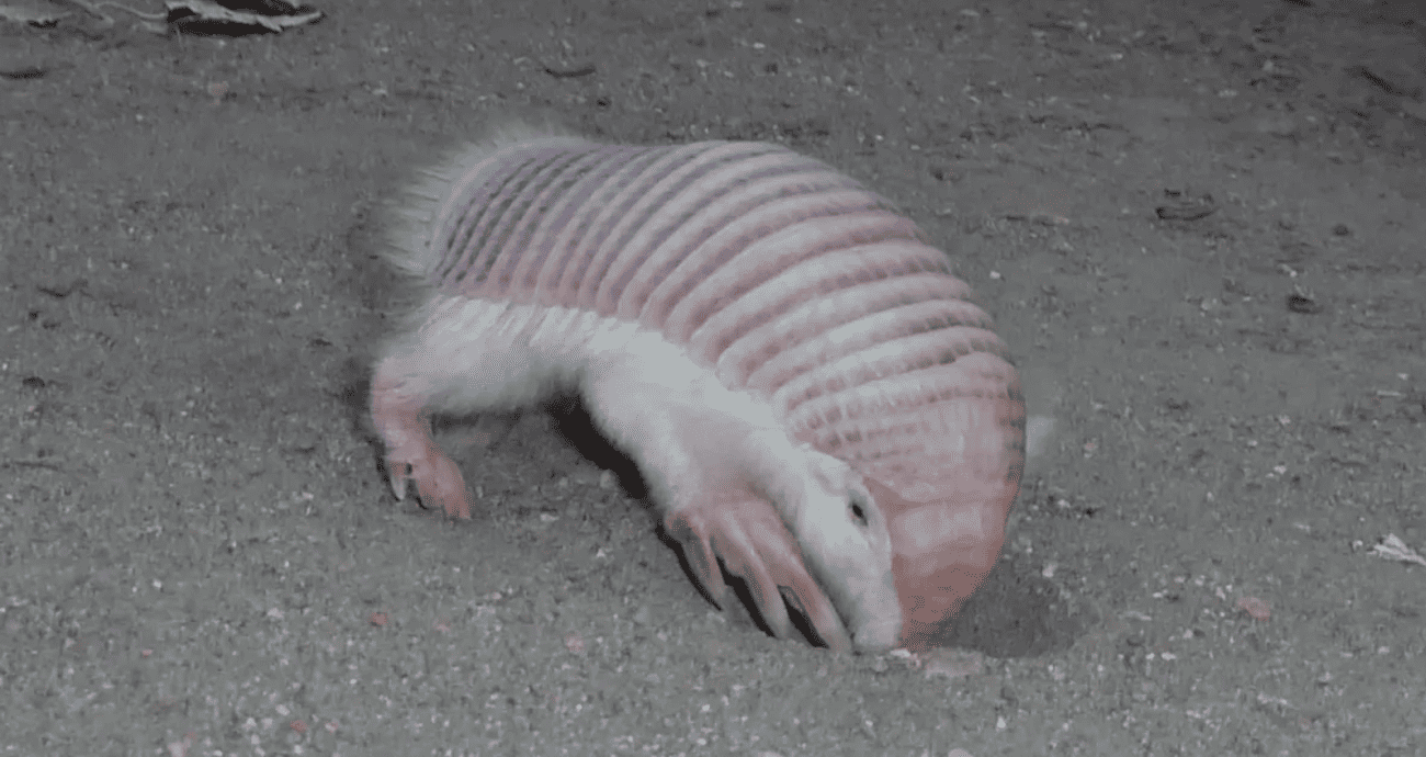 tatu-1.png