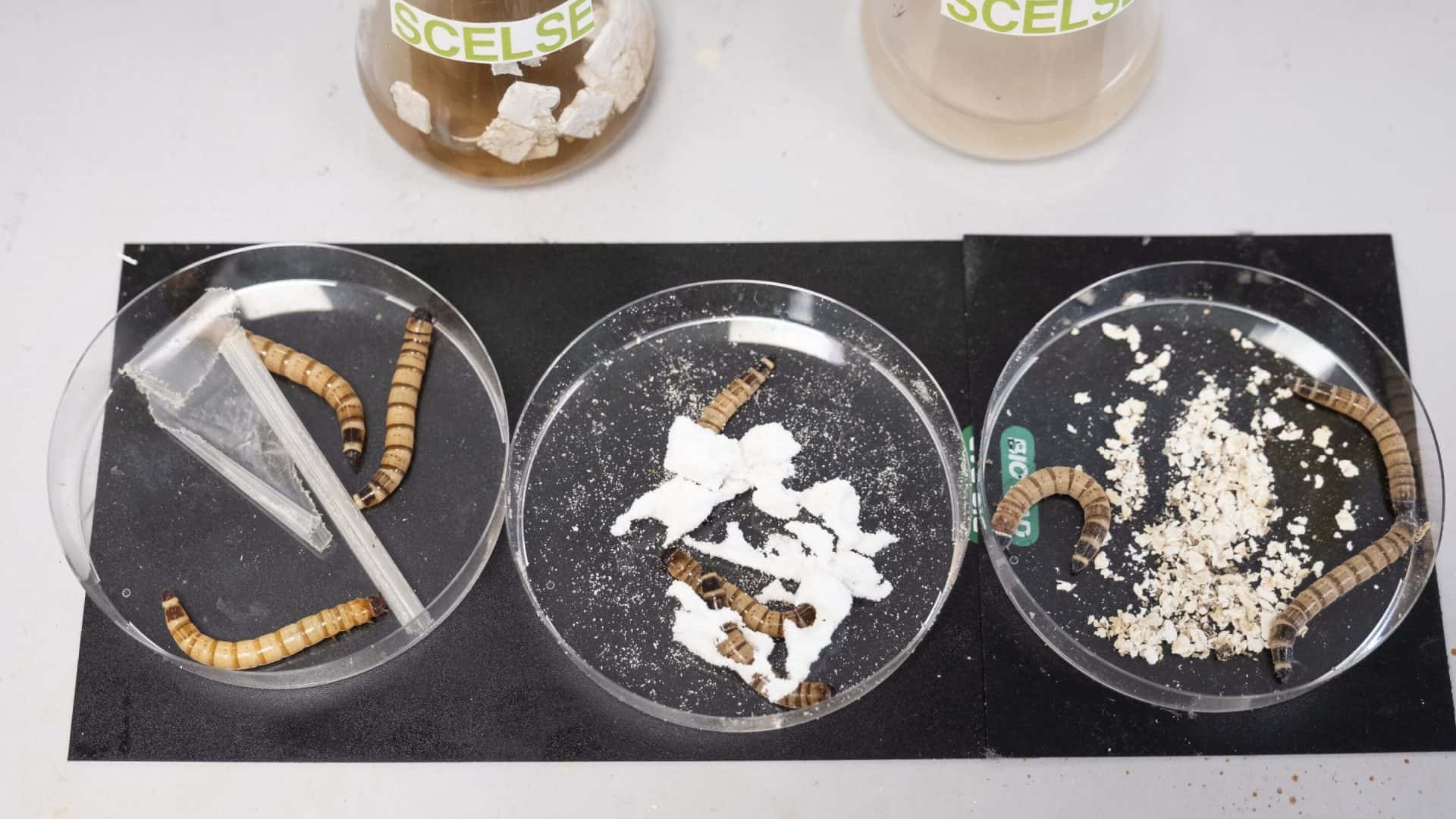 Os vermes foram alimentados com diferentes tipos de plástico (Crédito: Universidade Tecnológica de Nanyang)