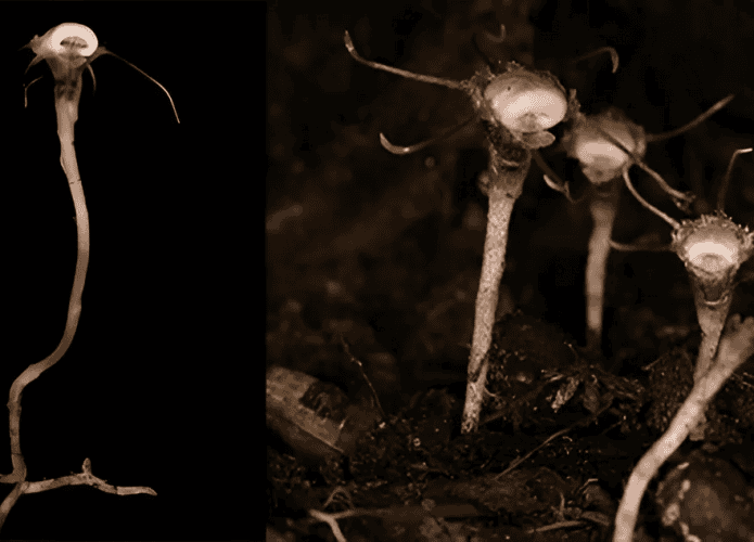 Thismia-malipoensis-695x500.png
