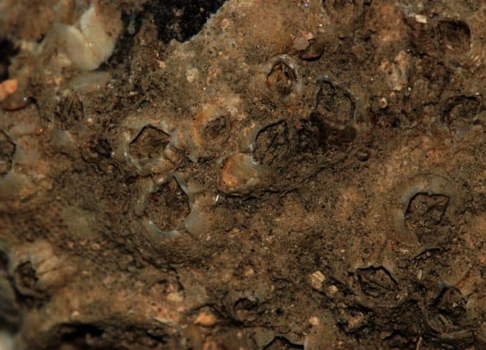 bryozoa-695x500