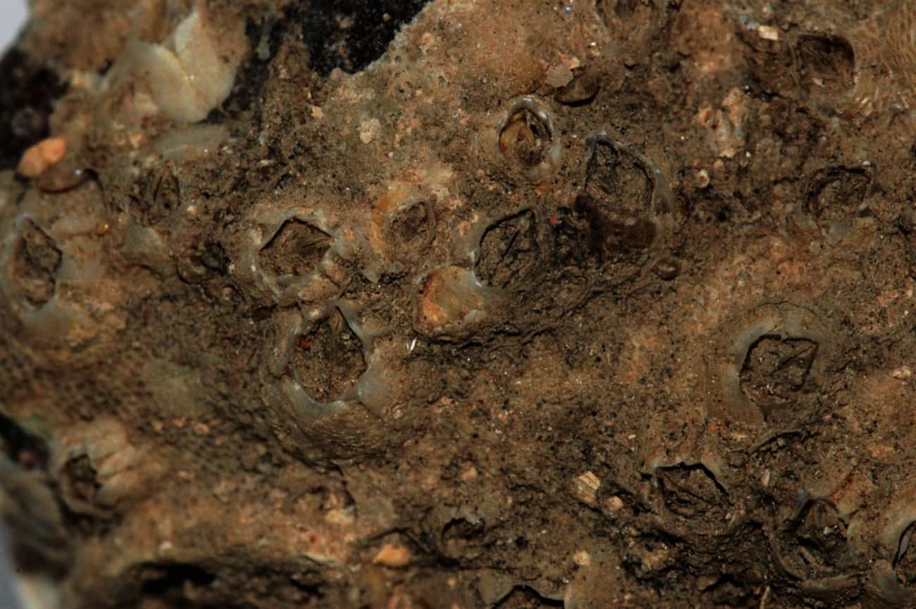 bryozoa