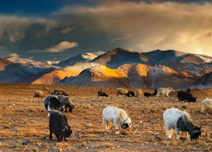 Cabras tibetanas (Crédito: Dmitry Pichugin/Shutterstock)