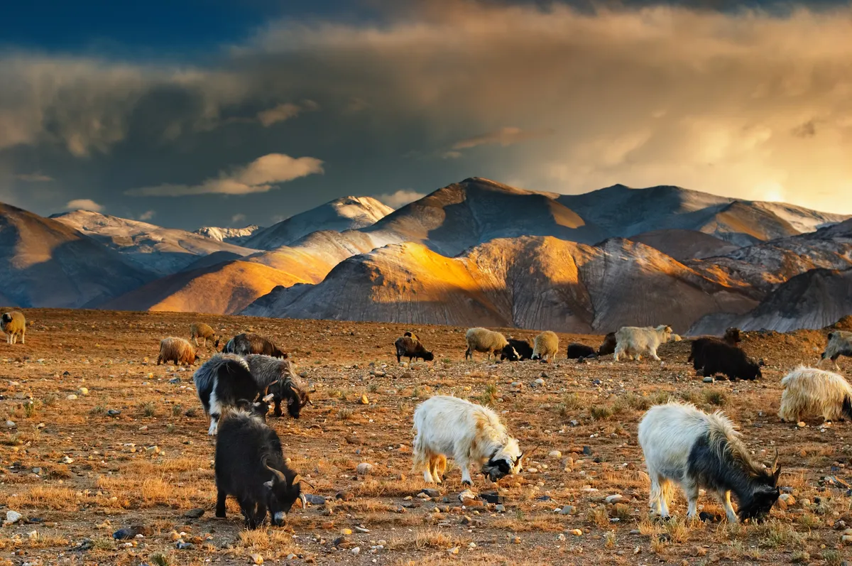 Cabras tibetanas (Crédito: Dmitry Pichugin/Shutterstock)