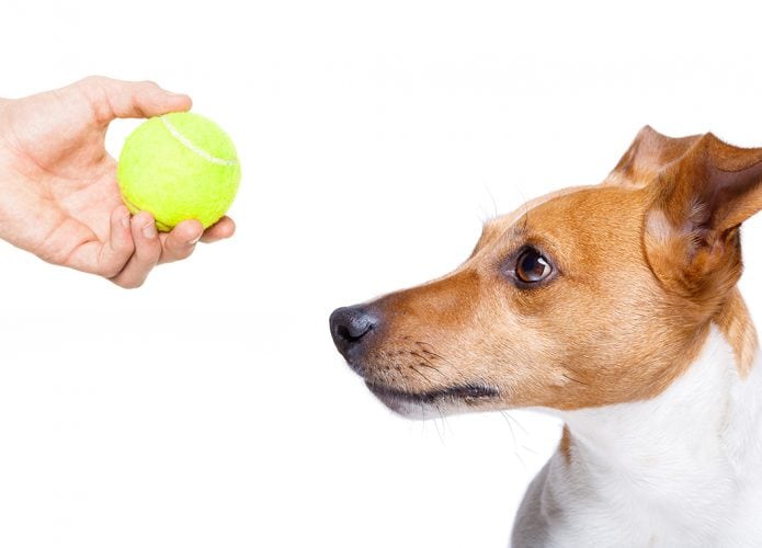 cachorro-bola-695x500