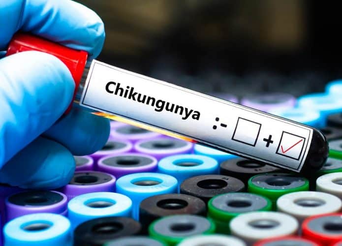 Vigilância pode prever epidemias de chikungunya; entenda