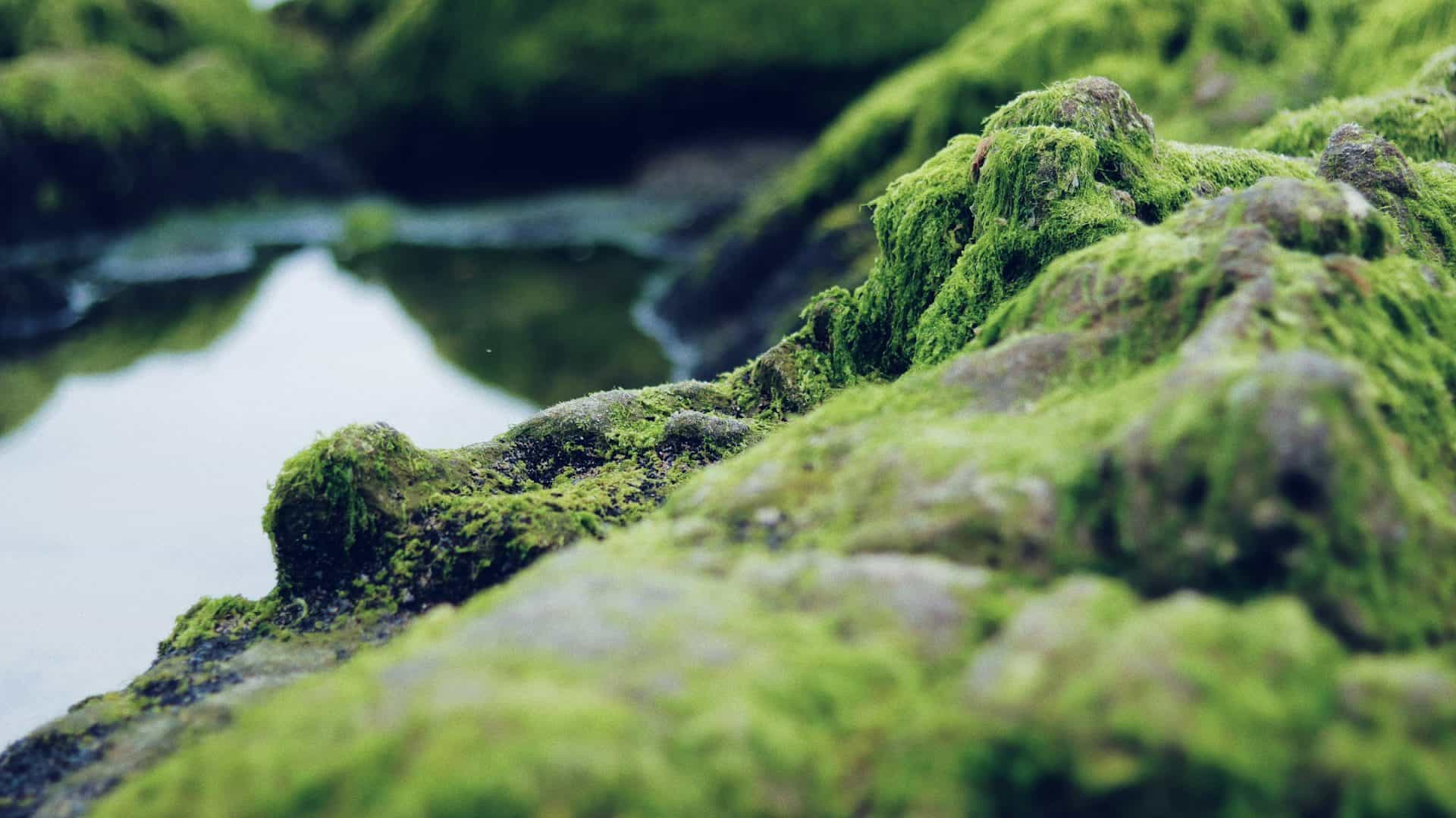 cianobactéria ou alga em rocha