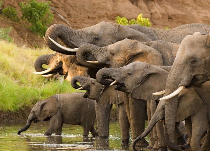 elefante