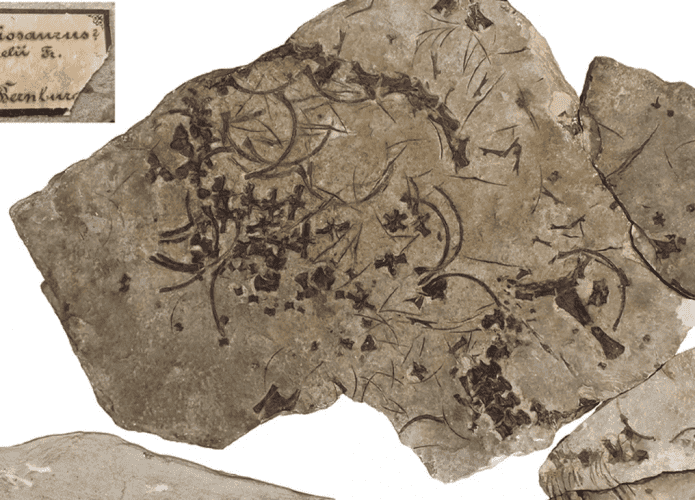 fossil-1-695x500.png