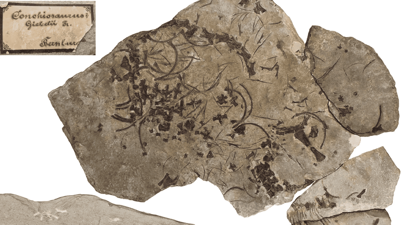 fossil-1.png