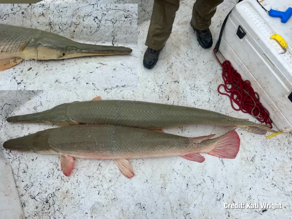 O gar acim é um híbrido de Alligator Gar x Longnose Gar, abaixo é um Alligator Gar para comparação. . A inserção mostra o perfil do gar híbrido