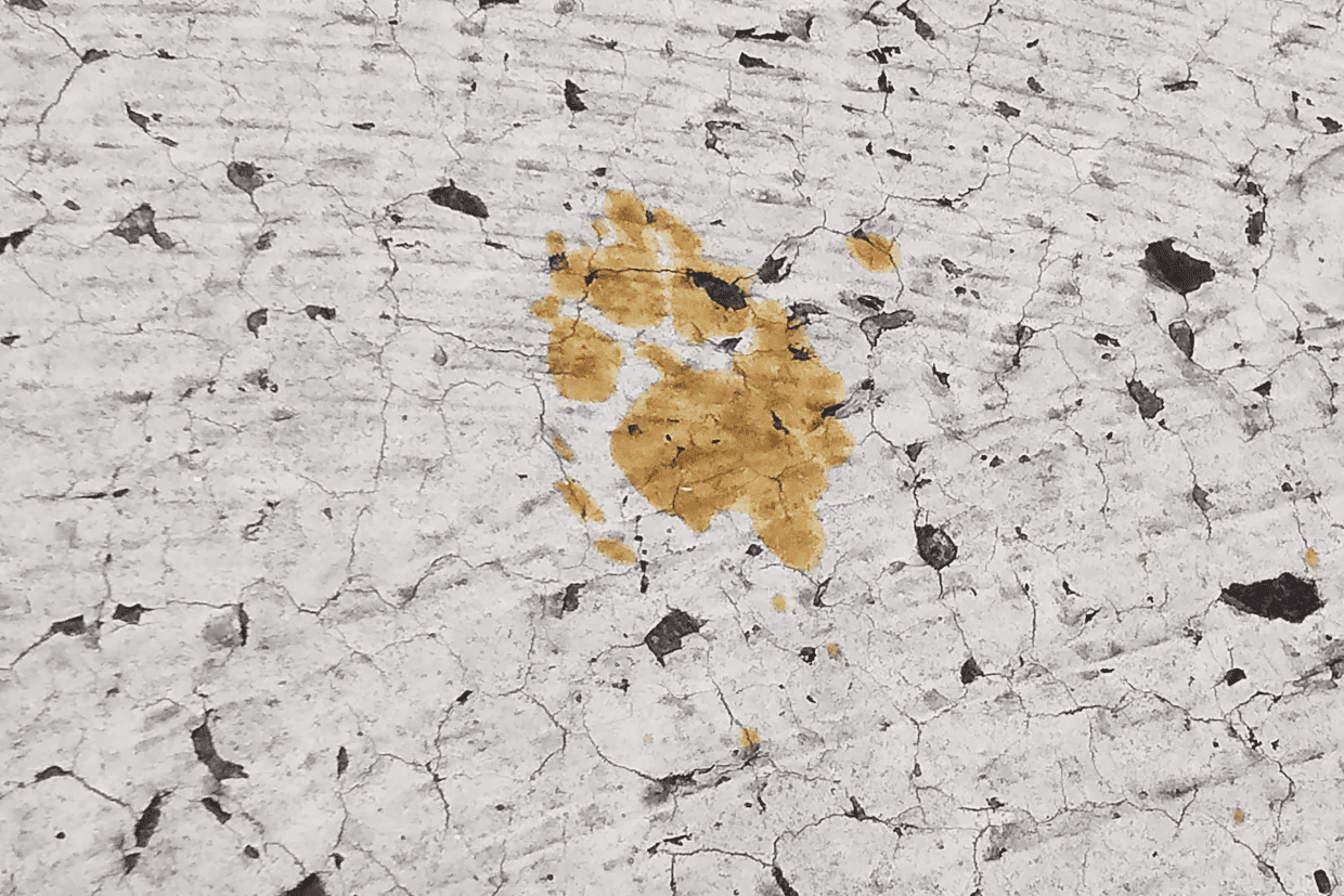 pegada-gato.png